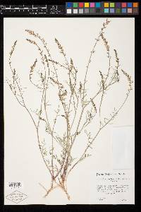 Astragalus proximus image