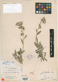 Phacelia alpina image