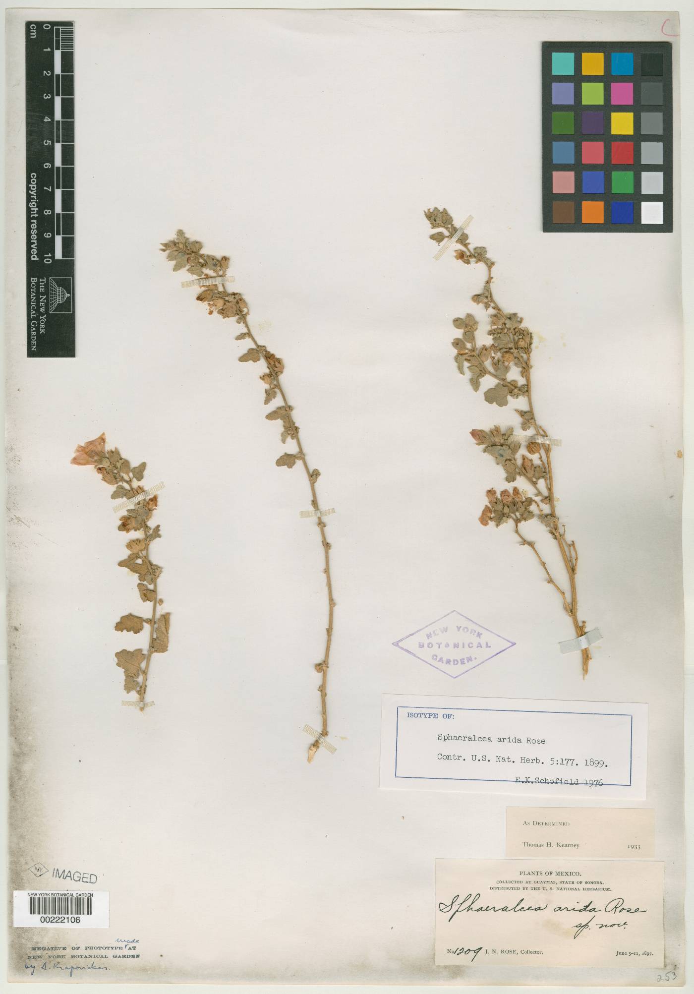 Sphaeralcea arida image