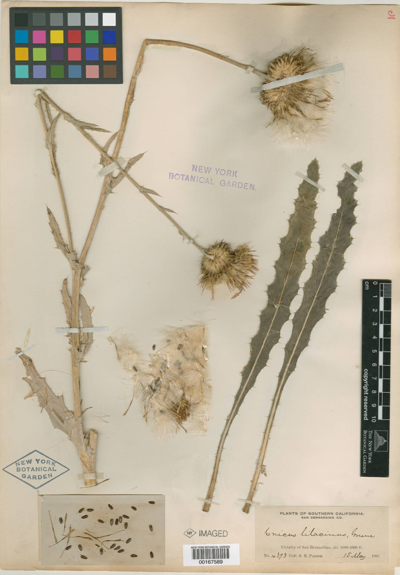 Cnicus lilacinus image