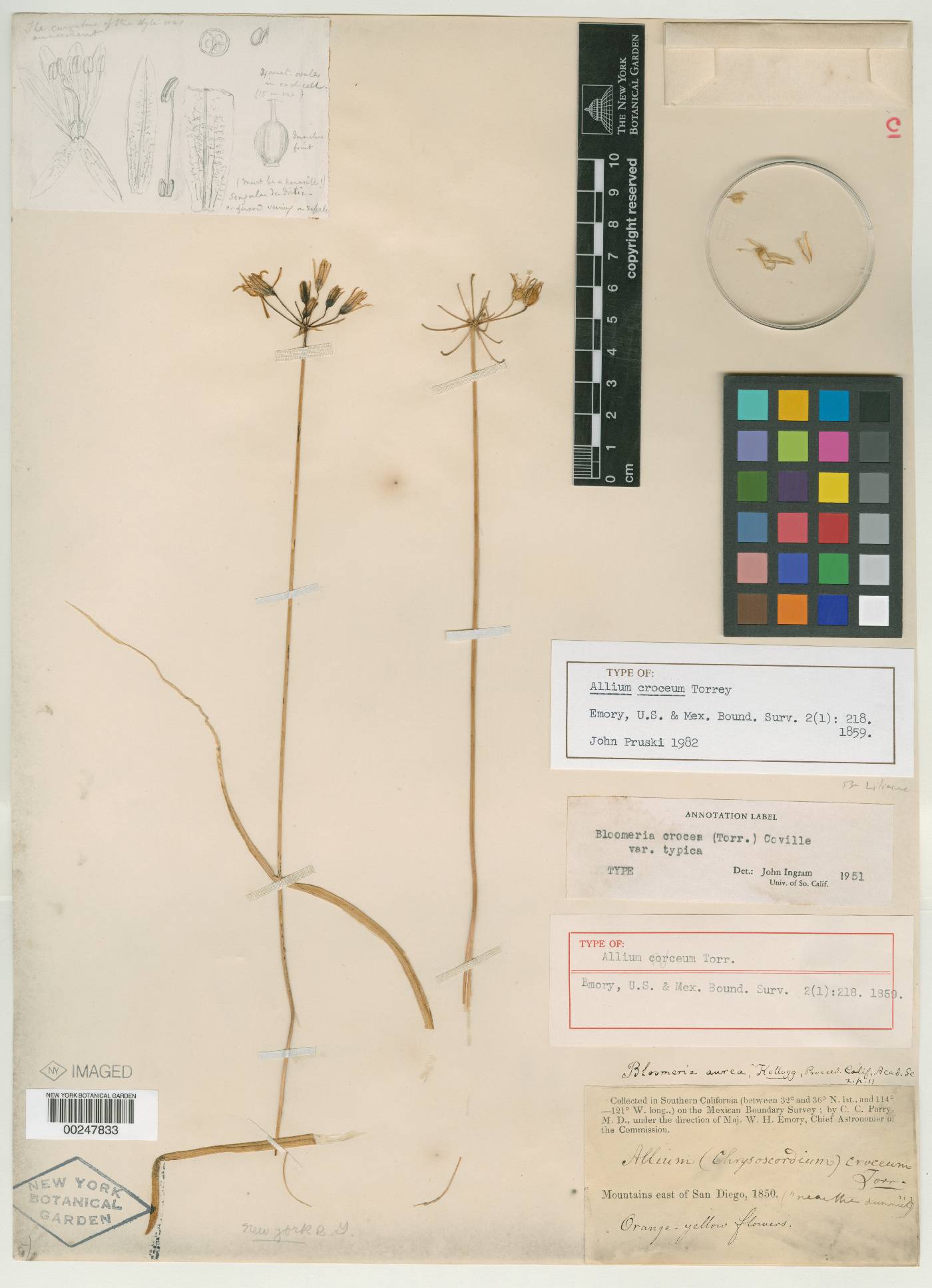 Allium croceum image