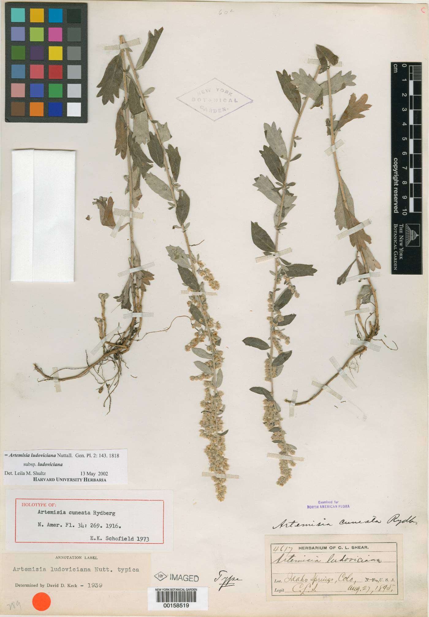 Artemisia cuneata image