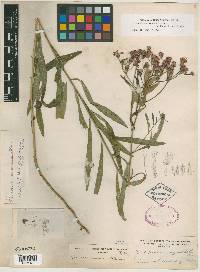 Image of Vernonia concinna