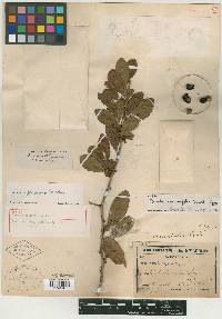 Bumelia cassinifolia image