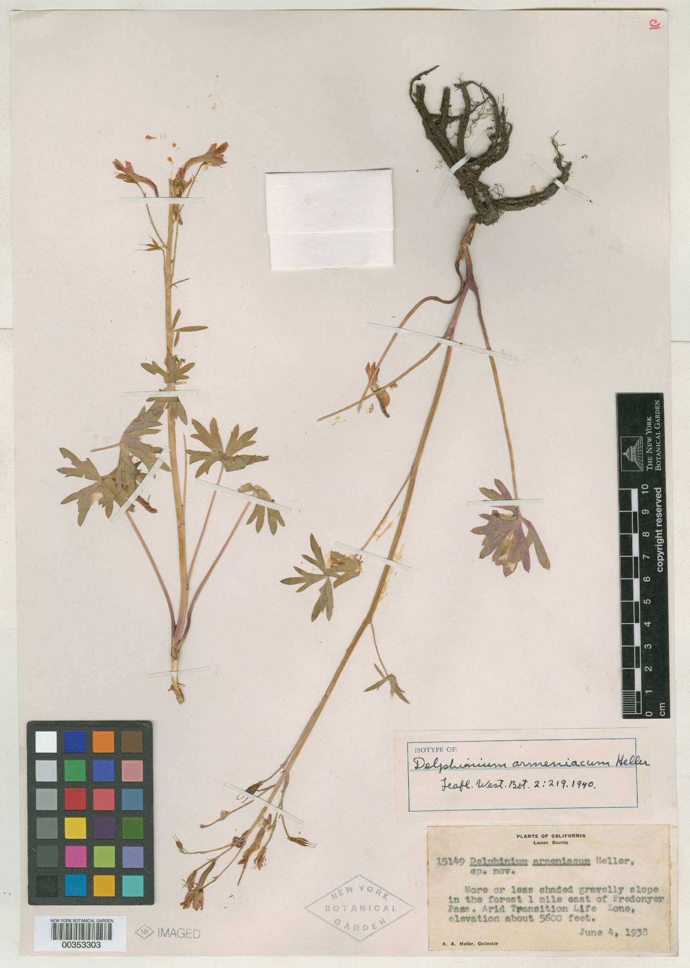Delphinium armeniacum image