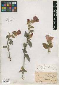 Hibiscus longifilus image