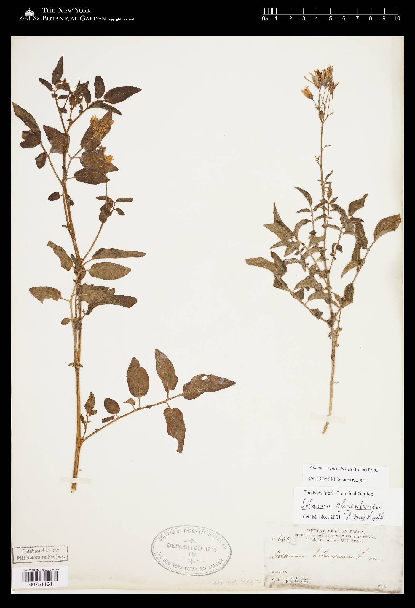 Solanum ehrenbergii image