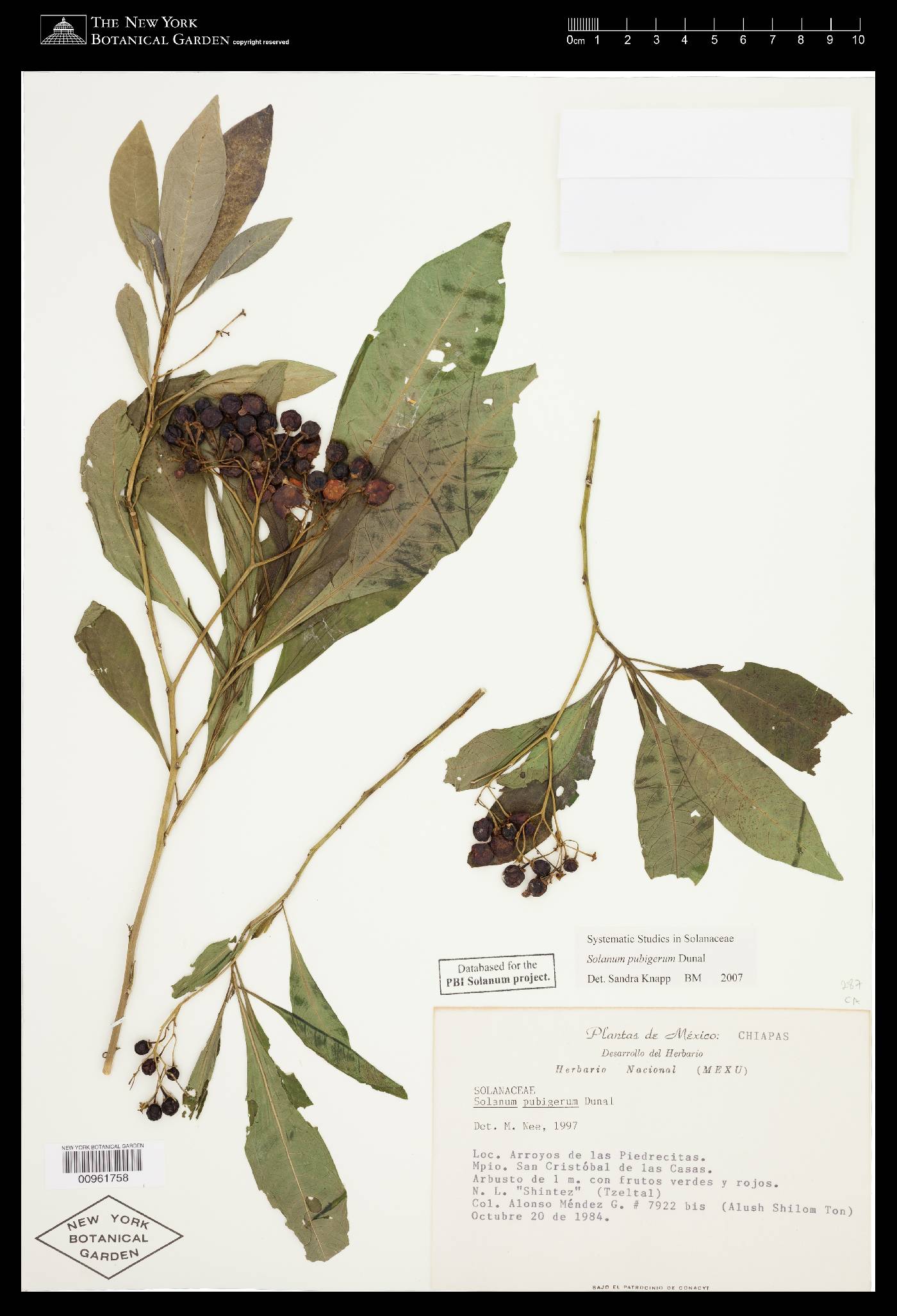 Solanum pubigerum image