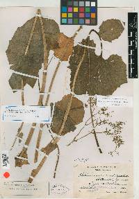 Image of Valeriana cucurbitifolia
