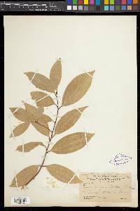 Cinnamomum cassia image