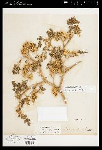Solanum heterodoxum image