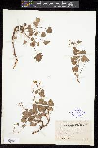 Image of Pelargonium exstipulatum
