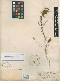 Castilleja breviflora image