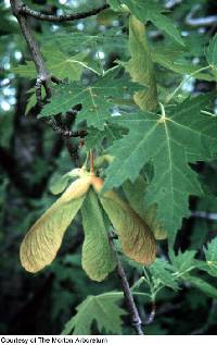 Image of Acer saccharinum