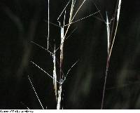 Image of Aristida basiramea