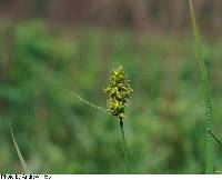 Image of Carex alopecoidea