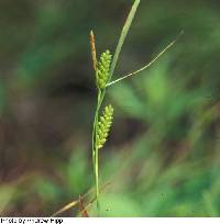 Image of Carex granularis