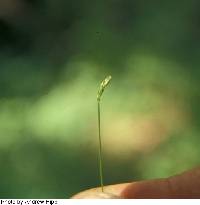 Image of Carex leptalea
