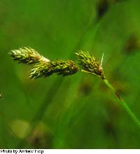 Image of Carex suberecta
