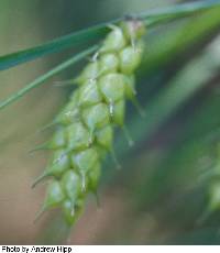 Image of Carex tuckermanii