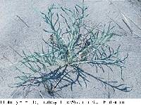 Cirsium pitcheri image