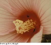 Hibiscus moscheutos subsp. moscheutos image