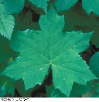 Hydrophyllum canadense image