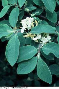 Image of Lonicera xylosteum