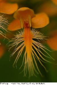 Image of Platanthera ciliaris