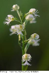 Image of Platanthera leucophaea