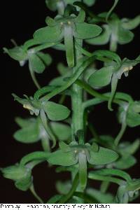 Image of Platanthera orbiculata