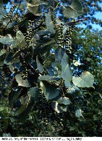 Image of Populus deltoides