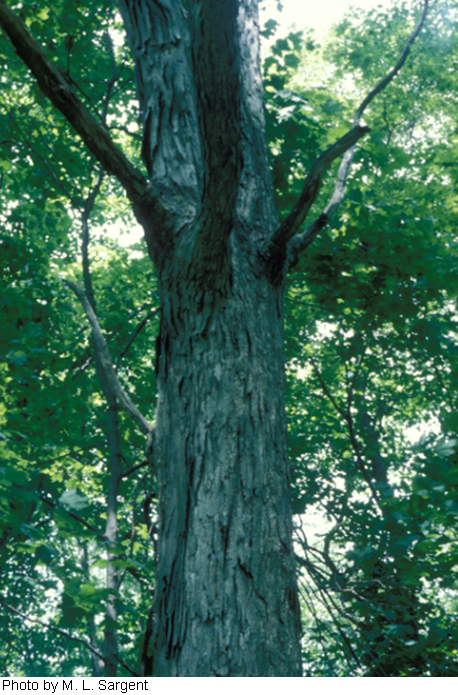 Quercus alba image