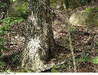 Image of Quercus coccinea