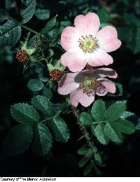 Image of Rosa rubiginosa
