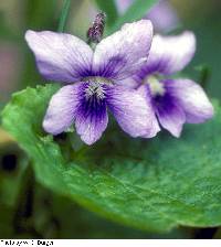 Image of Viola latiuscula
