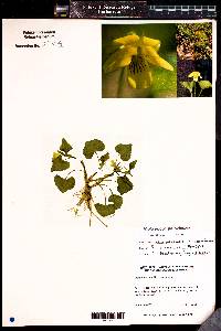 Viola pubescens image
