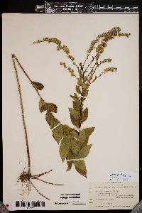 Solidago rugosa var. celtidifolia image