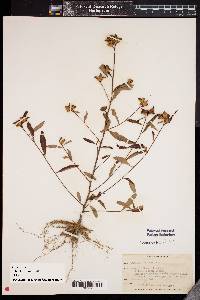 Ludwigia alternifolia image