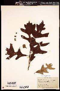 Image of Quercus lyrata