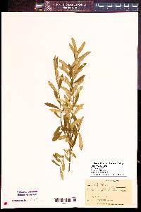 Image of Salix occidentalis