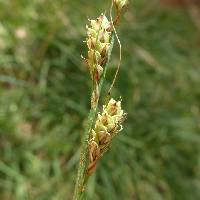 Carex specuicola image