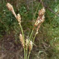 Image of Carex specuicola