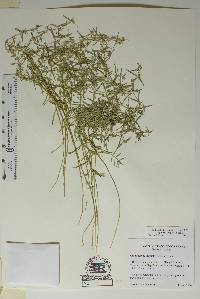 Euphorbia angusta image