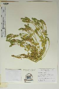 Glandularia quandrangulata image