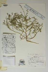 Chenopodium nitens image