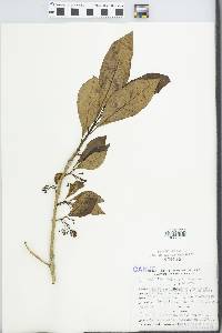 Aegiphila saltensis image
