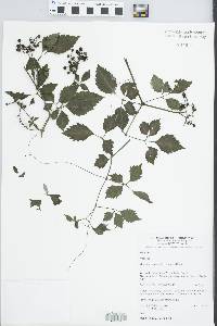 Image of Cayratia clematidea