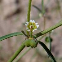 Image of Euphorbia bilobata