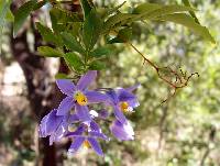 Image of Solanum seaforthianum